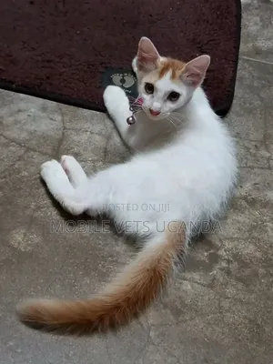 Male Exotic Kitten, 1-3 Months Old
