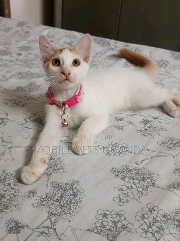 Female Exotic Kitten, 1-3 Months Old - 1