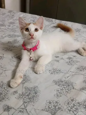 Female Exotic Kitten, 1-3 Months Old