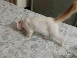 Female Exotic Kitten, 1-3 Months Old