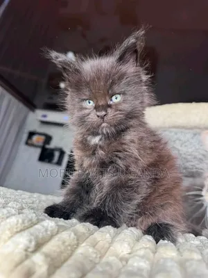 Purebred Maine Coon Kitten - 1-3 Months Male