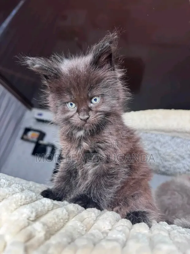 Female Exotic Kitten (0-1 Month) - 1