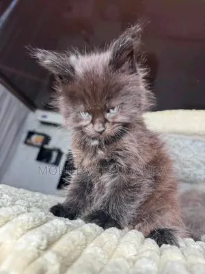 Female Purebred Maine Coon Kitten (1-3 Months)