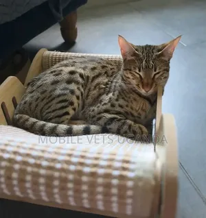 Purebred Male Savannah Kitten (1-3 Months)