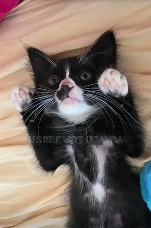 Female Balinese Kitten (0-1 Month)