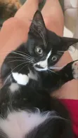 Female Balinese Kitten (0-1 Month) - 2