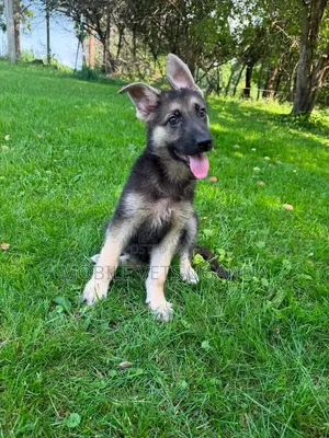 3-6 Month Female Purebred German Shepherd