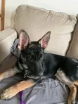 3-6 Month Female Purebred German Shepherd - 2