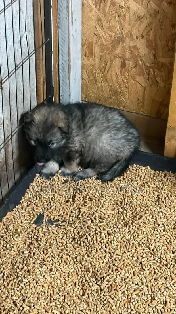 Female Purebred German Shepherd Puppy (1-3 Months) - 1