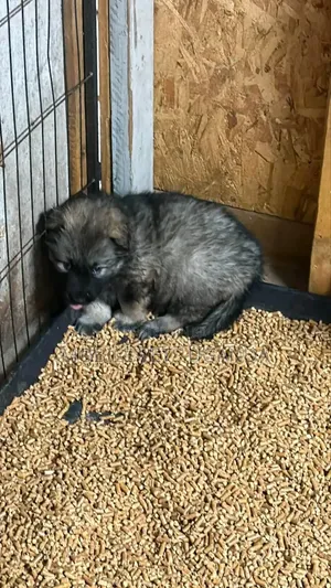 Female Purebred German Shepherd Puppy (1-3 Months)