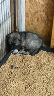 Female Purebred German Shepherd Puppy (1-3 Months) - 1