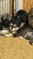 Female Purebred German Shepherd Puppy (1-3 Months) - 2