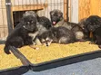 Female Purebred German Shepherd Puppy (1-3 Months) - 3