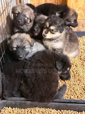 Purebred German Shepherd Puppy - 0-1 Month Male