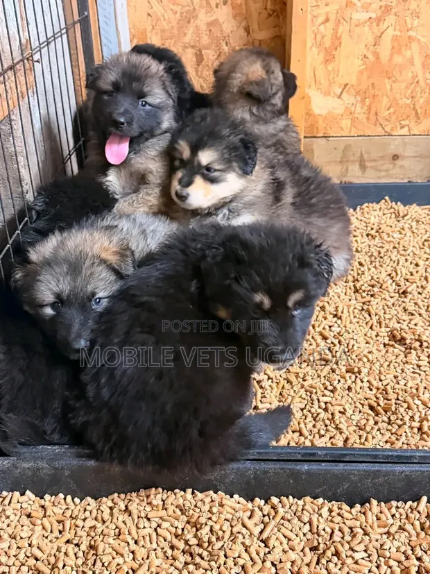 Female Purebred German Shepherd Puppy (1-3 Months) - 1