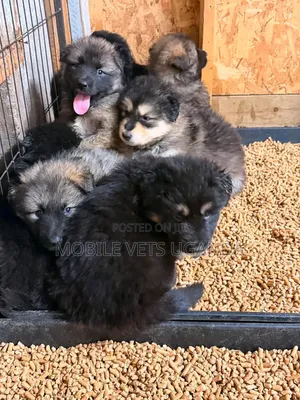 Female Purebred German Shepherd Puppy (1-3 Months)