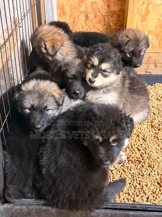 Female Purebred German Shepherd Puppy (1-3 Months) - 1