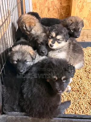 Female Purebred German Shepherd Puppy (1-3 Months)