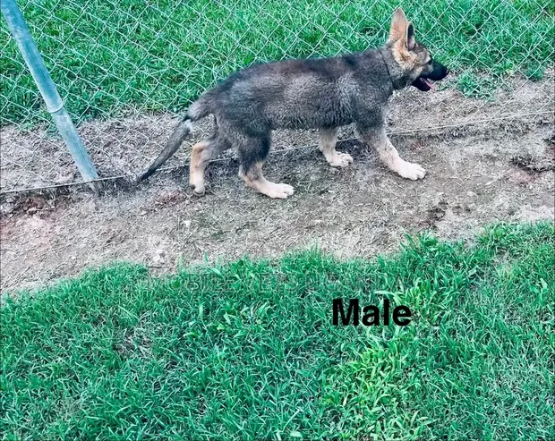 1-3 Month Male Purebred German Shepherd Puppy - 1