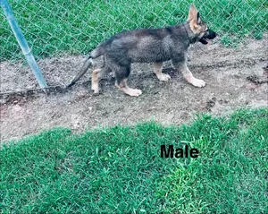 1-3 Month Male Purebred German Shepherd Puppy