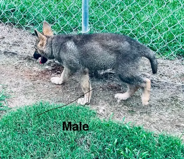 1-3 Month Male Purebred German Shepherd - 1