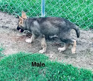 1-3 Month Male Purebred German Shepherd