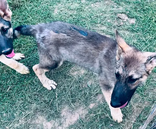Female Purebred German Shepherd Puppy (1-3 Months) - 1