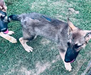 Female Purebred German Shepherd Puppy (1-3 Months)