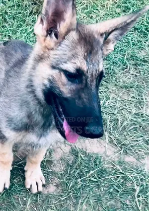 1-3 Month Male Purebred German Shepherd Puppy