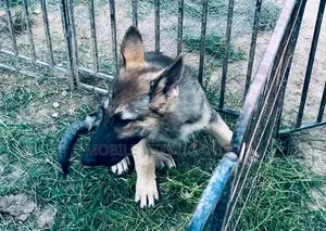 3-6 Month Male Purebred German Shepherd