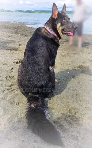 3-6 Month Male Purebred German Shepherd