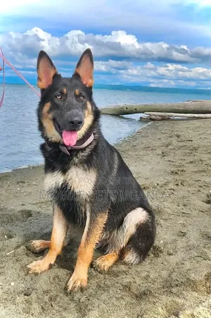 6-12 Month Male Purebred German Shepherd