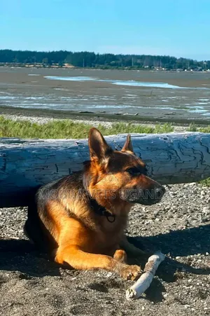 3-6 Month Male Purebred German Shepherd