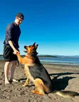 Male Purebred German Shepherd, 6-12 Months - 2