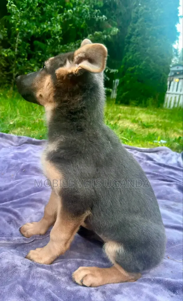 1-3 Month Male Purebred German Shepherd Puppy - 1