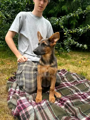 1-3 Month Male Purebred German Shepherd Puppy