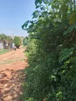 Residential Plot for Sale in Kiwature, Kawempe - 1