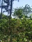 Residential Plot for Sale in Kiwature, Kawempe - 3