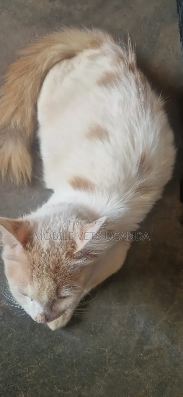 3-6 Month Male Purebred Ragdoll Kitten - 1