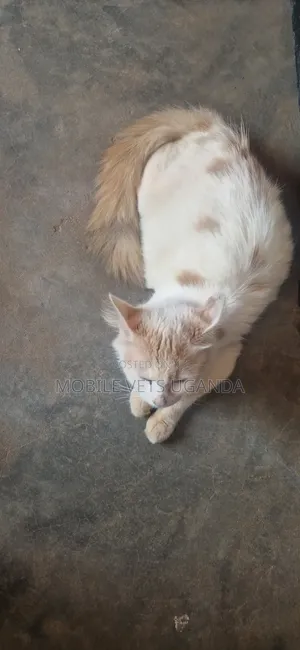 Female Purebred Ragdoll Kitten (1-3 Months)