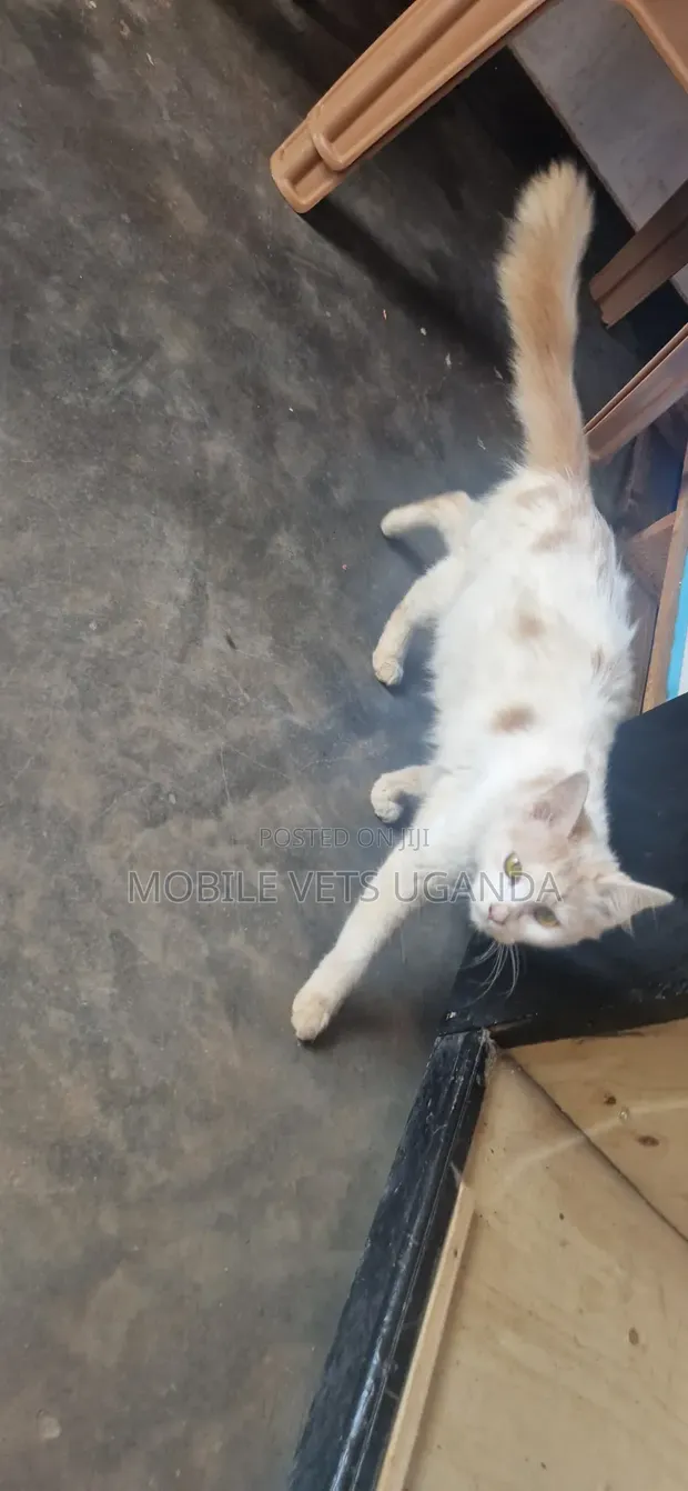 Male Ragdoll Cat, 6-12 Months - 1