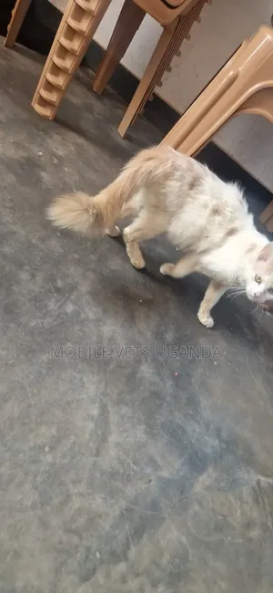 Purebred Female Ragdoll Cat - 1+ Year Old