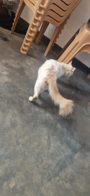 Purebred Persian Kitten - 6-12 Months Male
