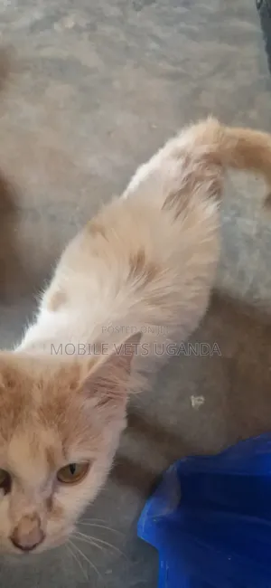 Female Ragdoll Kitten (1-3 Months)