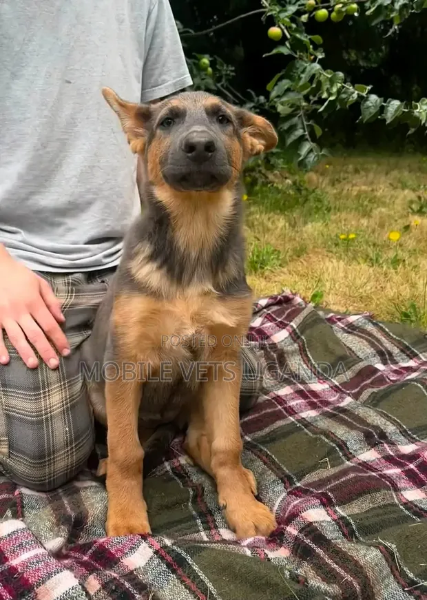 3-6 Month Male Purebred German Shepherd - 1