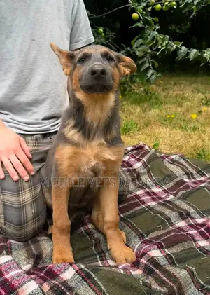 3-6 Month Male Purebred German Shepherd