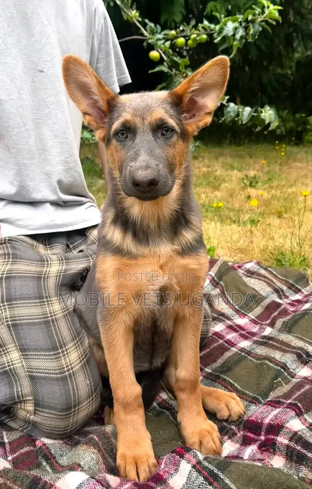 Female German Shepherd Puppy, 3-6 Months - 1