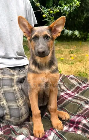 Female German Shepherd Puppy, 3-6 Months