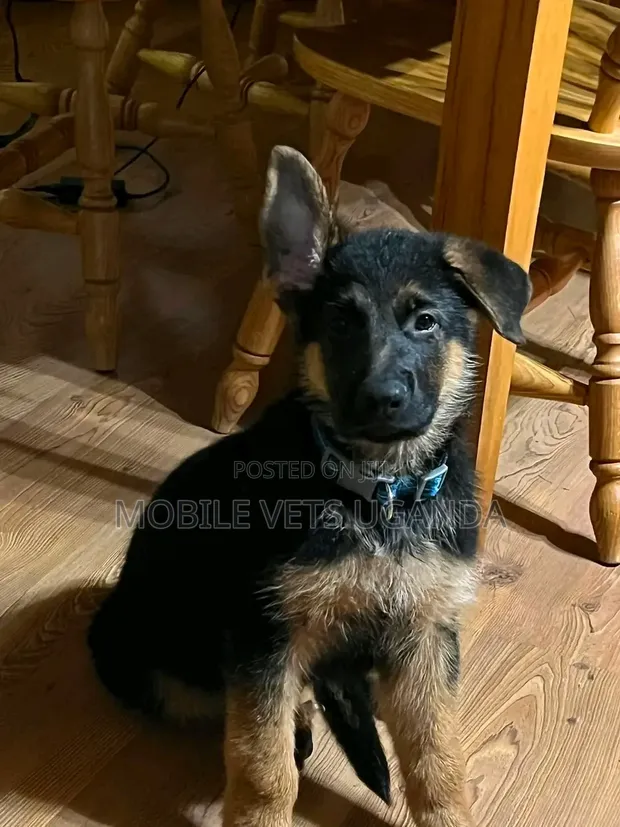 3-6 Month Male Purebred German Shepherd - 1