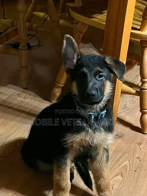 3-6 Month Male Purebred German Shepherd